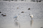 spoonbills