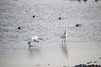 spoonbills