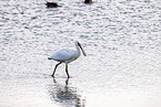 spoonbill