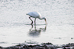 spoonbill