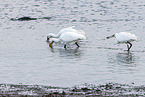 spoonbills