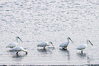 spoonbills