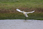 white spoonbill