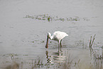 white spoonbill