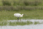 white spoonbill