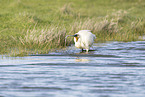 white spoonbill