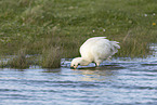 white spoonbill