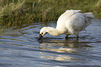 white spoonbill