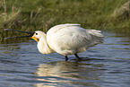 white spoonbill
