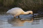white spoonbill