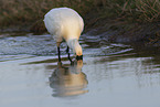 white spoonbill