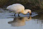 white spoonbill