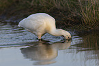 white spoonbill