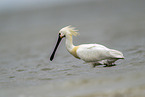 spoonbill