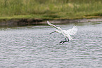 spoonbill