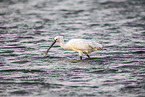 spoonbill
