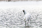 spoonbill