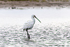 spoonbill