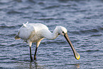 spoonbill