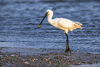 spoonbill