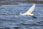 spoonbill