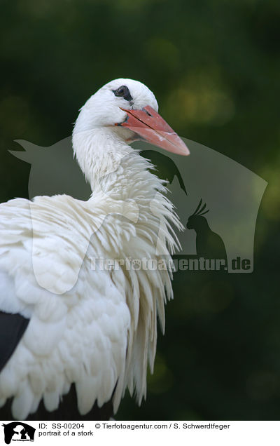 portrait of a stork / SS-00204