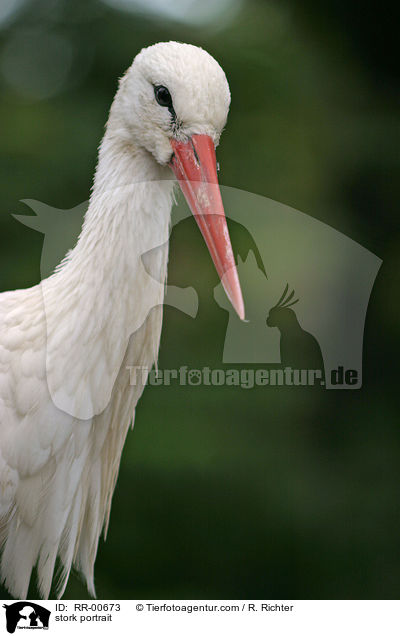 stork portrait / RR-00673