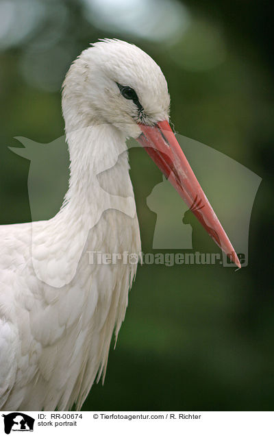 Storchenportrait / stork portrait / RR-00674