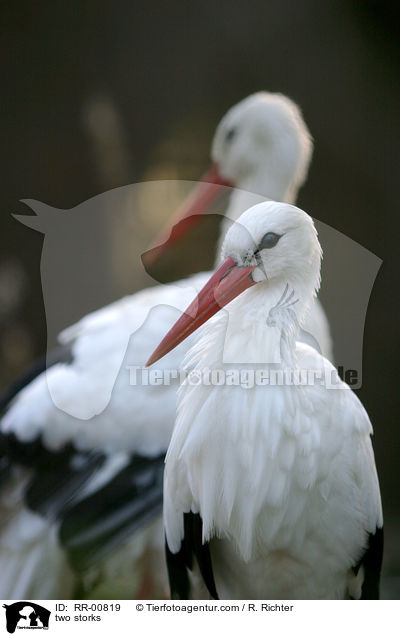 zwei Strche / two storks / RR-00819