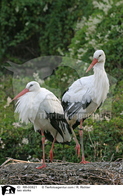 zwei Strche / two storks / RR-00821