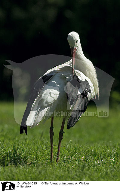 Weistorch / white stork / AW-01015