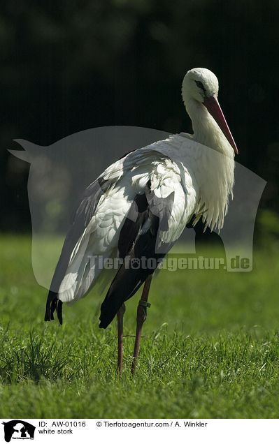 Weistorch / white stork / AW-01016