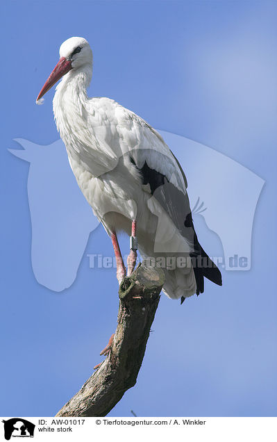 Weistorch / white stork / AW-01017