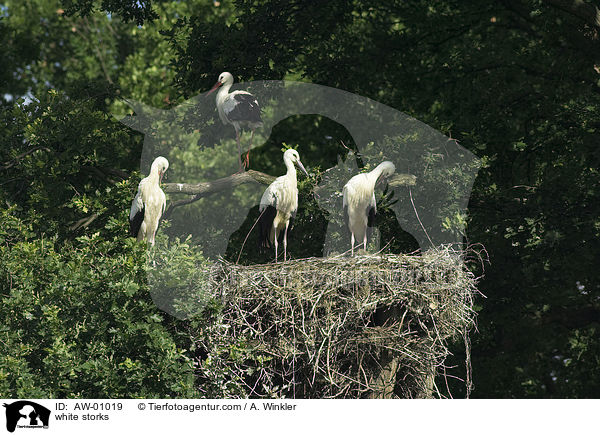 Weistrche / white storks / AW-01019
