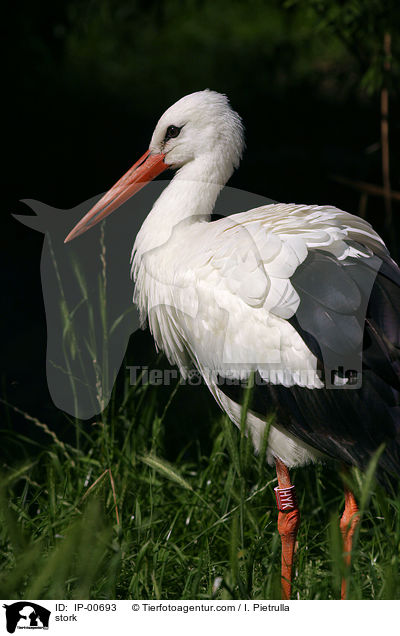 Weistorch / stork / IP-00693