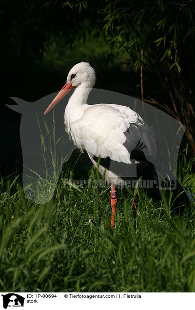 stork / IP-00694