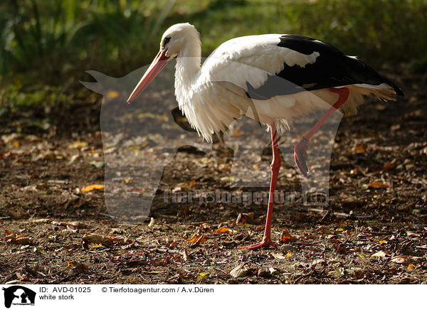 Weistorch / white stork / AVD-01025