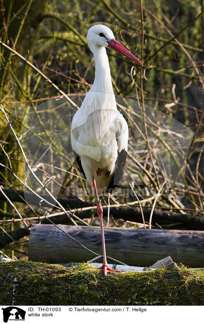 white stork / TH-01093