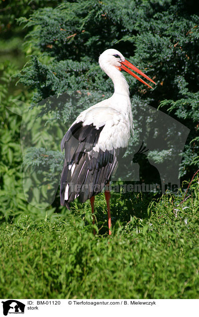 Weistorch / stork / BM-01120