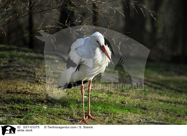 Weistorch / white stork / SST-03375