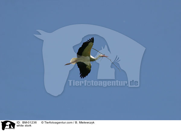 Weistorch / white stork / BM-01236