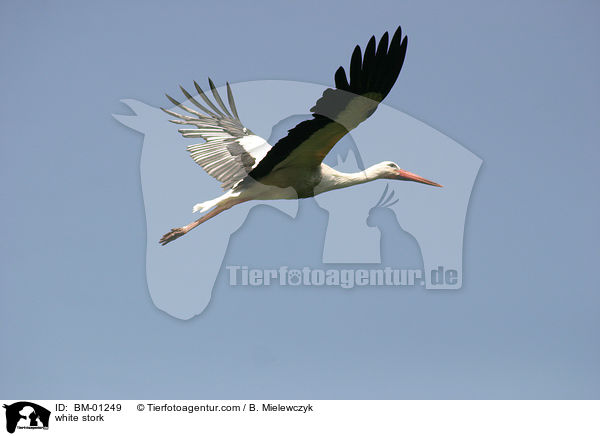 Weistorch / white stork / BM-01249