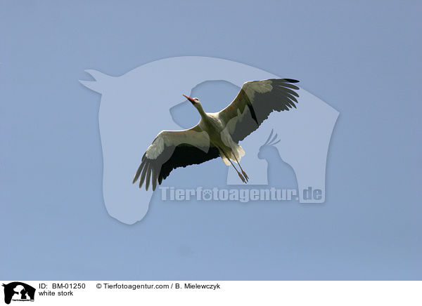 Weistorch / white stork / BM-01250