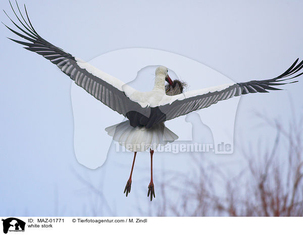 Weistorch / white stork / MAZ-01771
