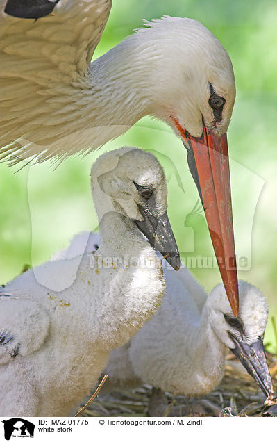 Weistorch / white stork / MAZ-01775