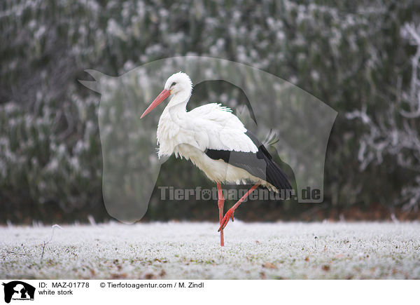 white stork / MAZ-01778