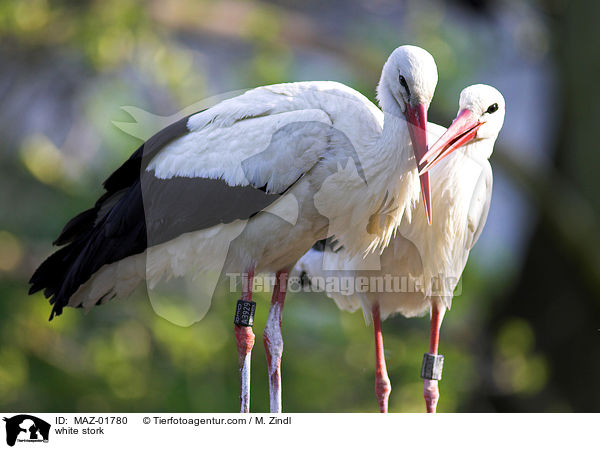 Weistorch / white stork / MAZ-01780