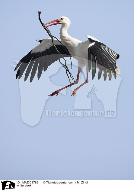 white stork / MAZ-01789