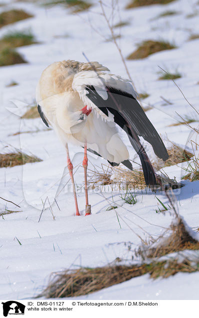 Weistorch im Winter / white stork in winter / DMS-01127