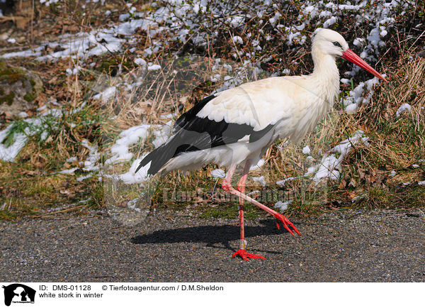 Weistorch im Winter / white stork in winter / DMS-01128